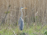 FZ004703 Heron among reeds.jpg